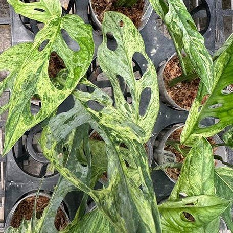 OrchidBox – wholesale Levande växt – Monstera adansonii Brokig 'Mint' 2,5"5