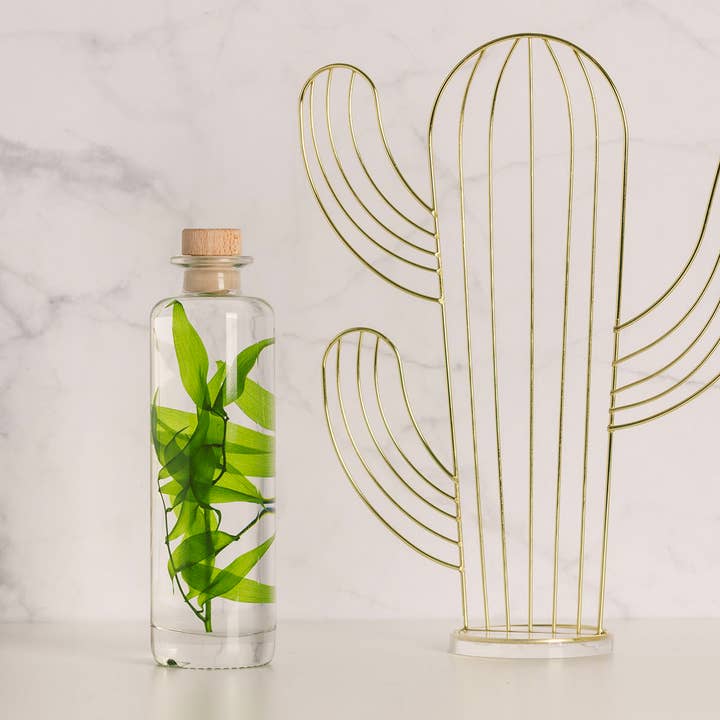 Theophile Berthon – Engroshandel Ægte plante – L'Herbarium Ruscus Italien lysegrøn - nedsænket plante2