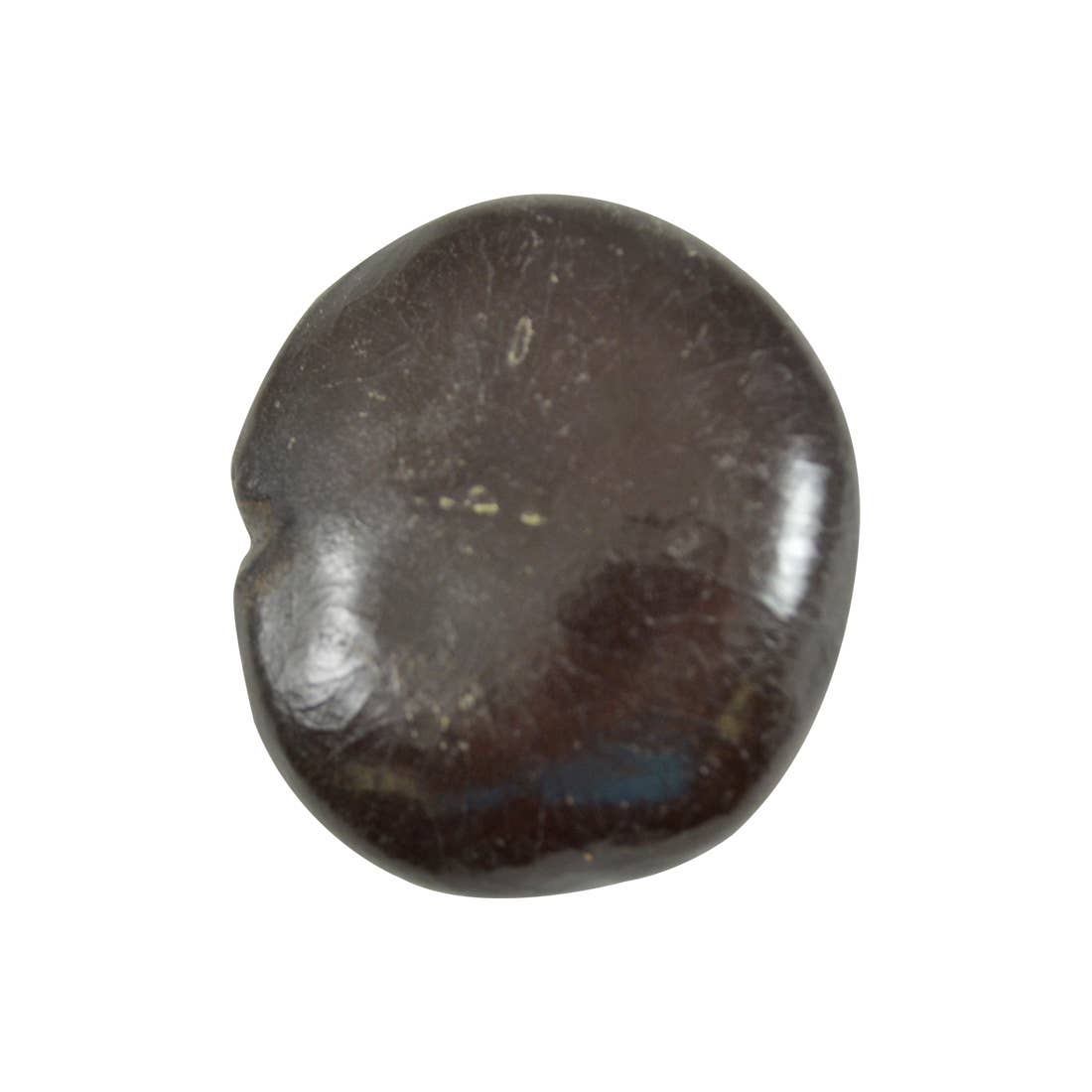 HS Seashells - Wholesale Decorative Tabletop Object - Sea Bean 1.5-2"