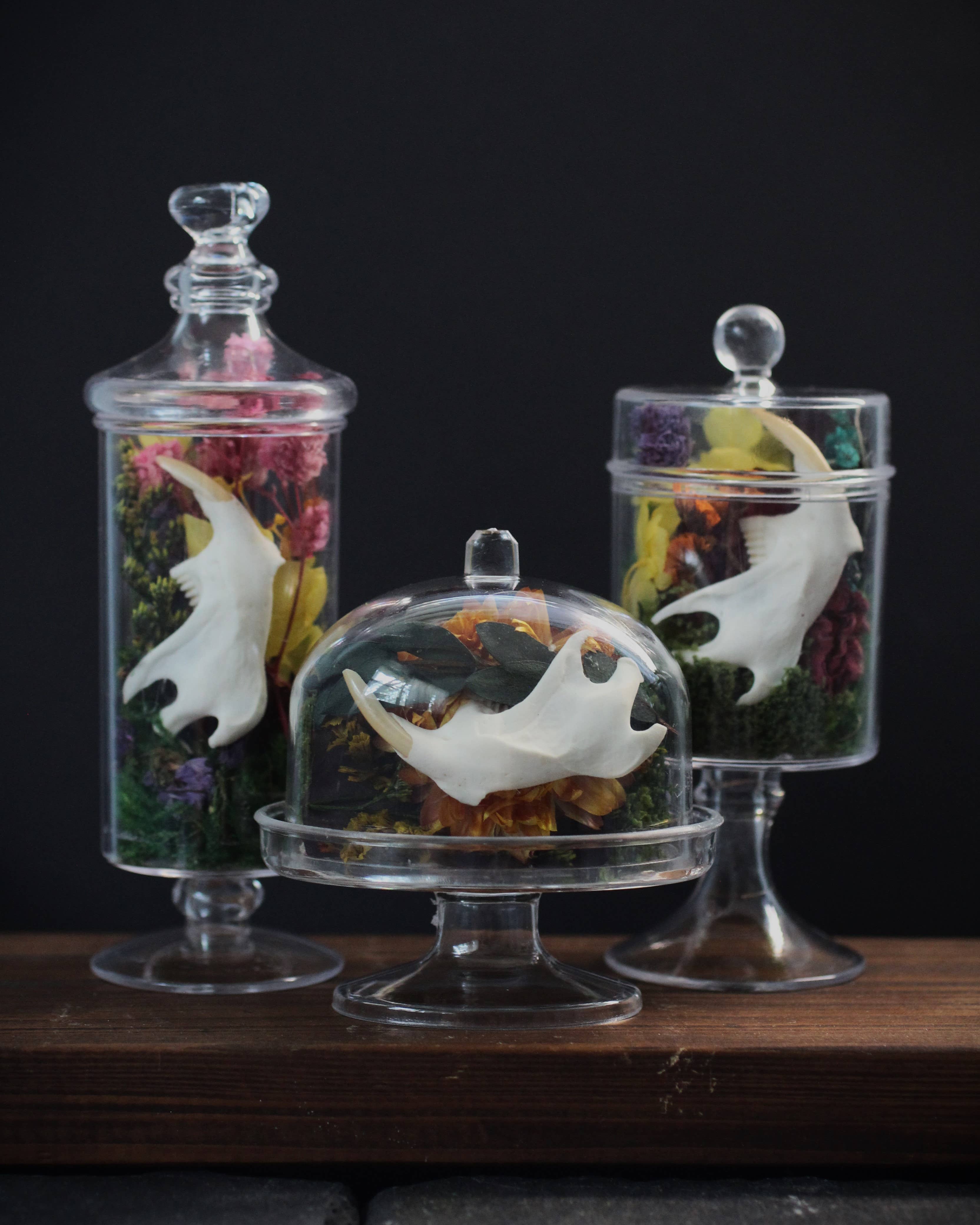 Kitty Bomb Curios - Wholesale Apothekers-pot - Mini Bone Terrarium Apothekerspotten7
