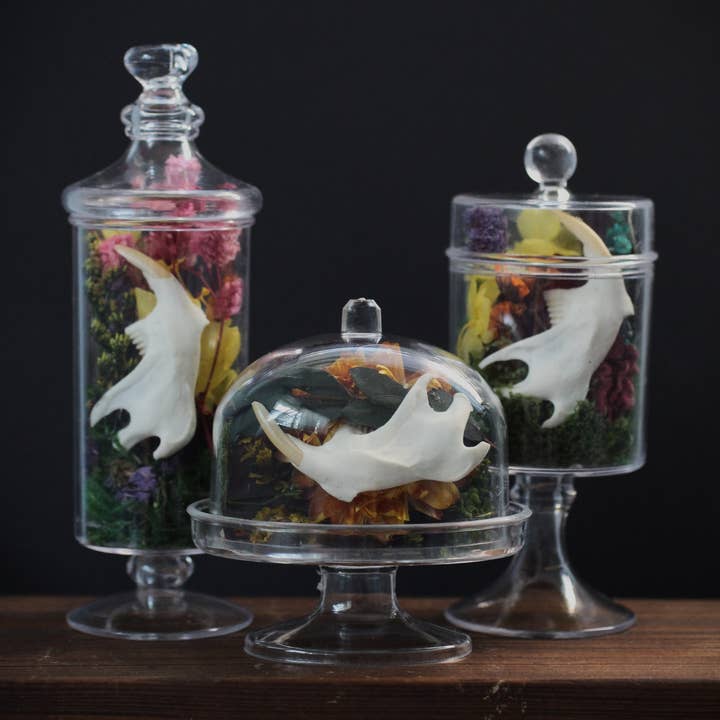 Kitty Bomb Curios - Wholesale Apothekers-pot - Mini Bone Terrarium Apothekerspotten7