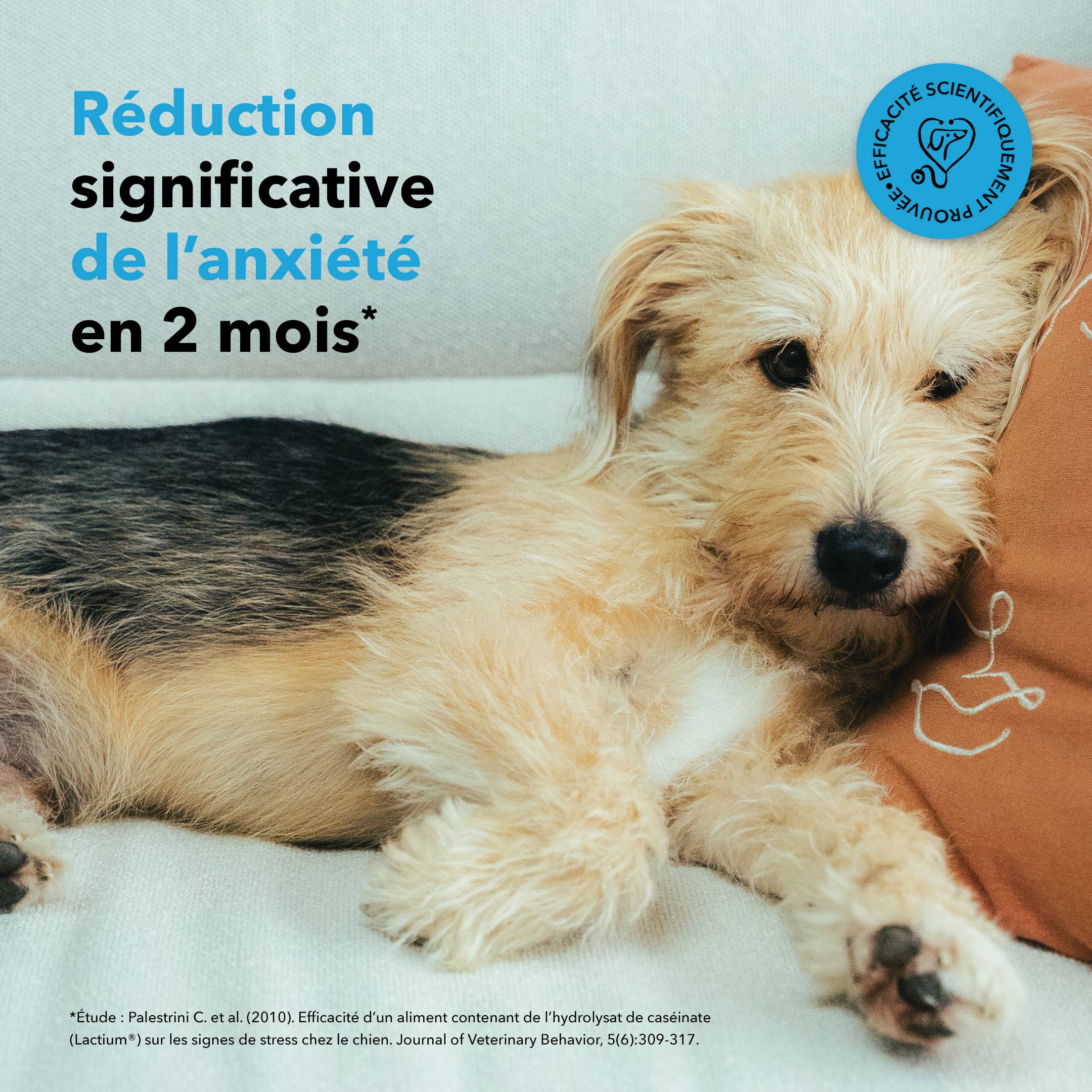 Delamour - Wholesale Pet Supplement - Dog - Les Bouchées - 90 chews to fight Anxiety (270g)6