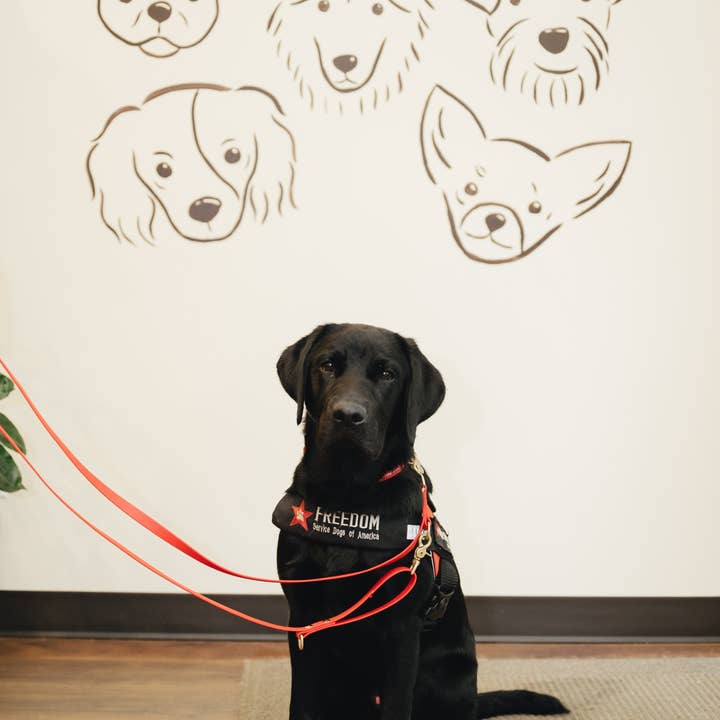 Laisse d'entraînement en Biothane imperméable de 1,2 m pour la vente par Contigo Dogs