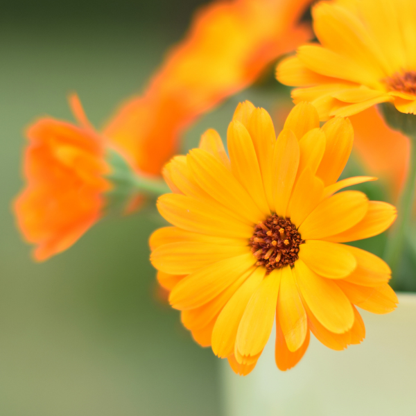 La Fabrique à Sachets - Wholesale Zaadjes voor platten - Een beetje, veel, gek - Calendula Zadenpakje3