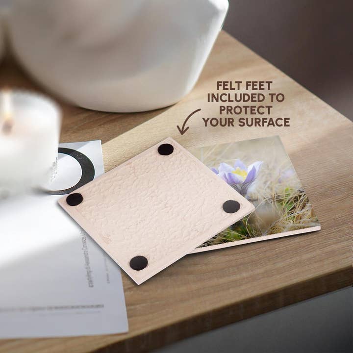 3dRose - Wholesale Coasters - 3dRose, Spring pasqueflower growing in mountains of Otztal Alps, Italy., Coaster3