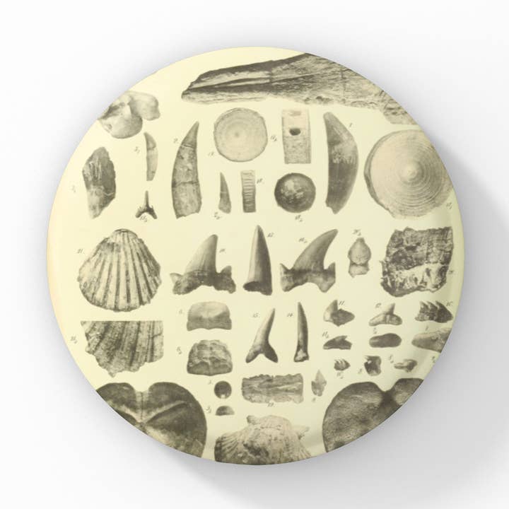 Botón con forma de pin Ocean Fossil, llavero Fossil, imán Fossil para venta al por mayor de NatureCuts