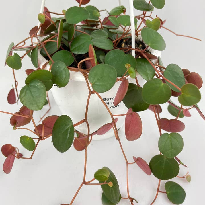 Bumble Plants - Wholesale Live Plant - Peperomia Ruby Cascade