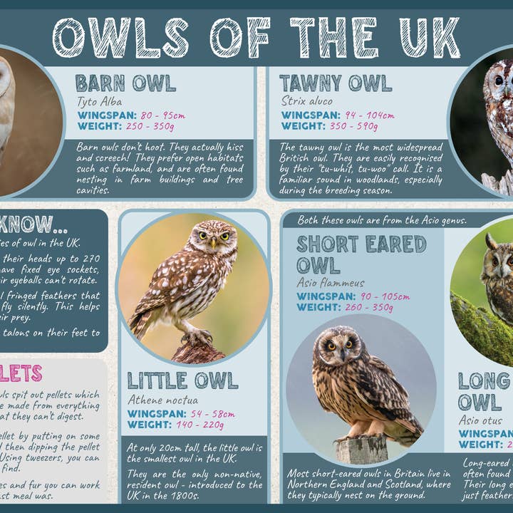 The Wild Spark – wholesale Poster – Owls of the UK Poster4