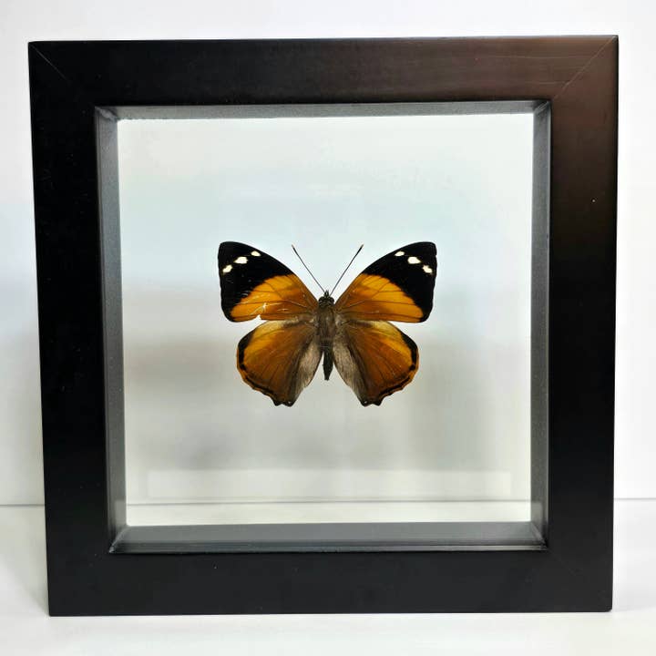 Blomfild's Beauty Butterfly Shadow Box Frame for wholesale by Enchanted Entomology