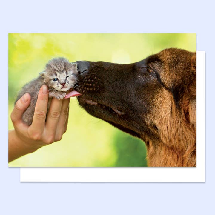 Lickety-Split Get Well Greeting Card for wholesale by Northern Exposure