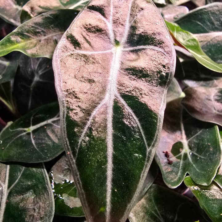 Alocasia Dragons tooth for wholesale by Dick's Sticks and Exotics
