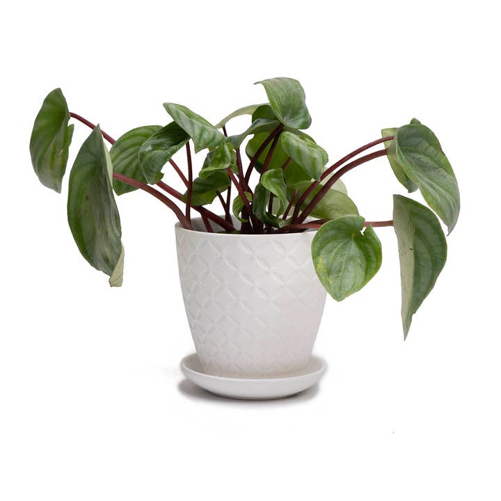 Chive - Wholesale Plant Pot - Virago Planter Pots With Drainage Hole 5 Inch Pot And Saucer74