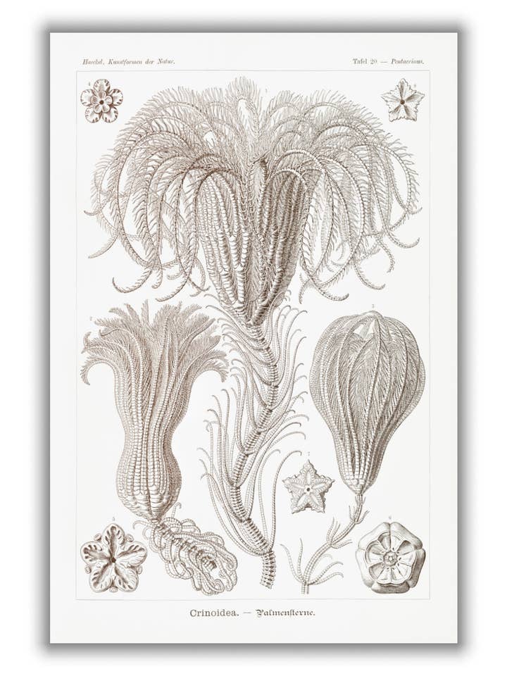 Crinoidea-Palmensterne di Ernst Haeckel per la vendita all'ingrosso da parte di Stanley Print House