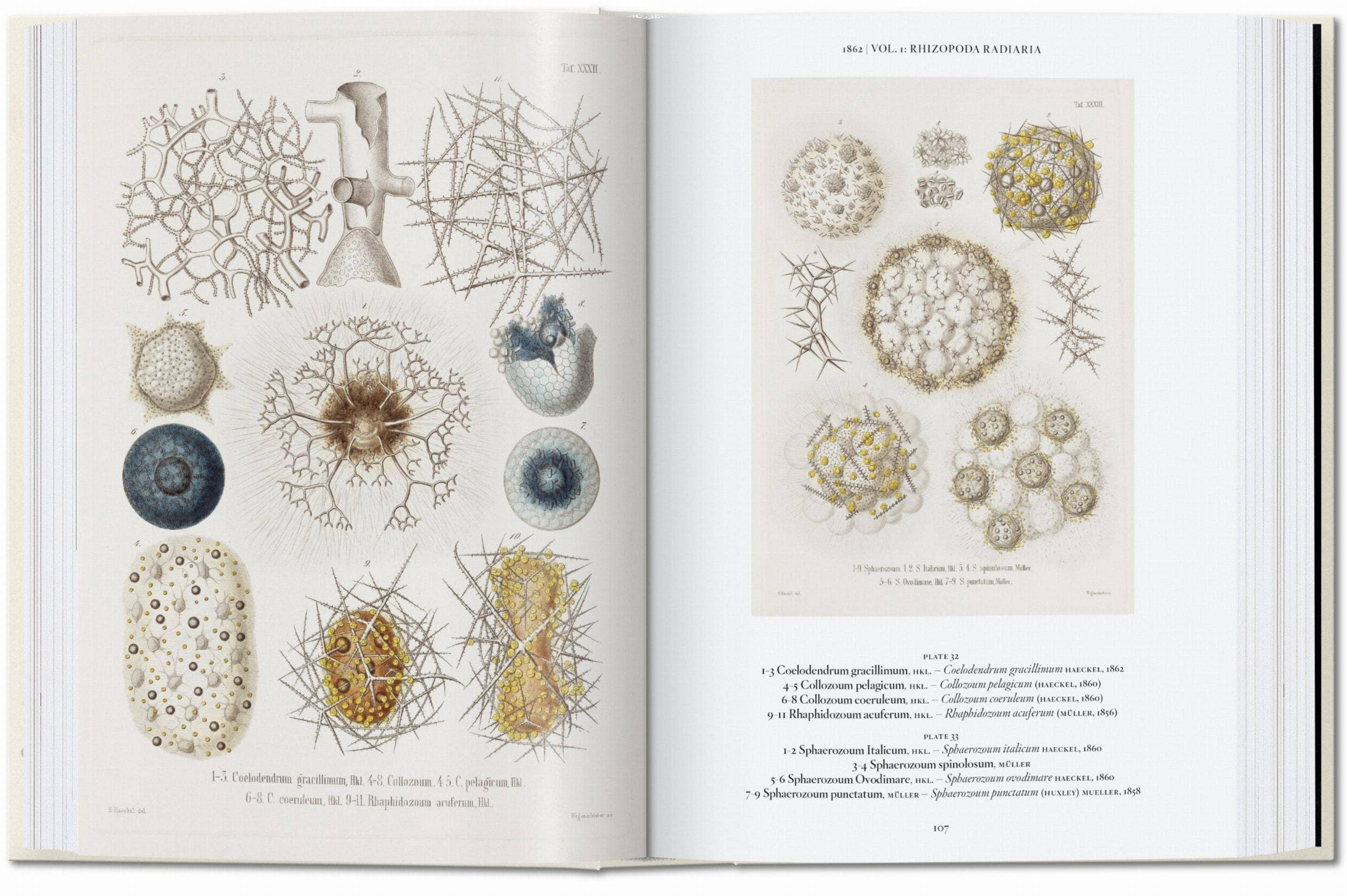 TASCHEN Europe - Vendita all'ingrosso Catalogo - Ernst Haeckel. Arte e Scienza. 40ª Ed. (Tedesco)1