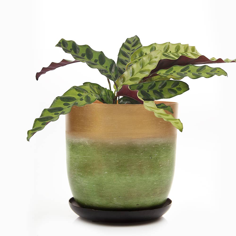 Chive - Wholesale Plant Pot - Joe Metal Flower Pots And Planters With Drainage Hole Saucer7