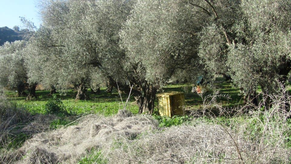 Makura Organic Olive Oil - Wholesale Olive Oil - Makura Organic Souri Olive Oil 500ml Tin2