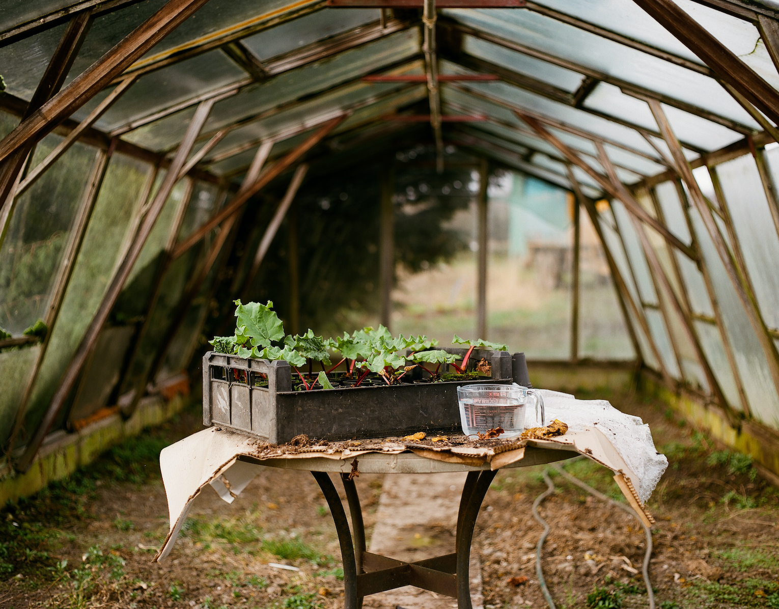 London Borough of Jam – Engroshandel Marmelade – Rabarber- og kardemommesyltetøj 220 g4