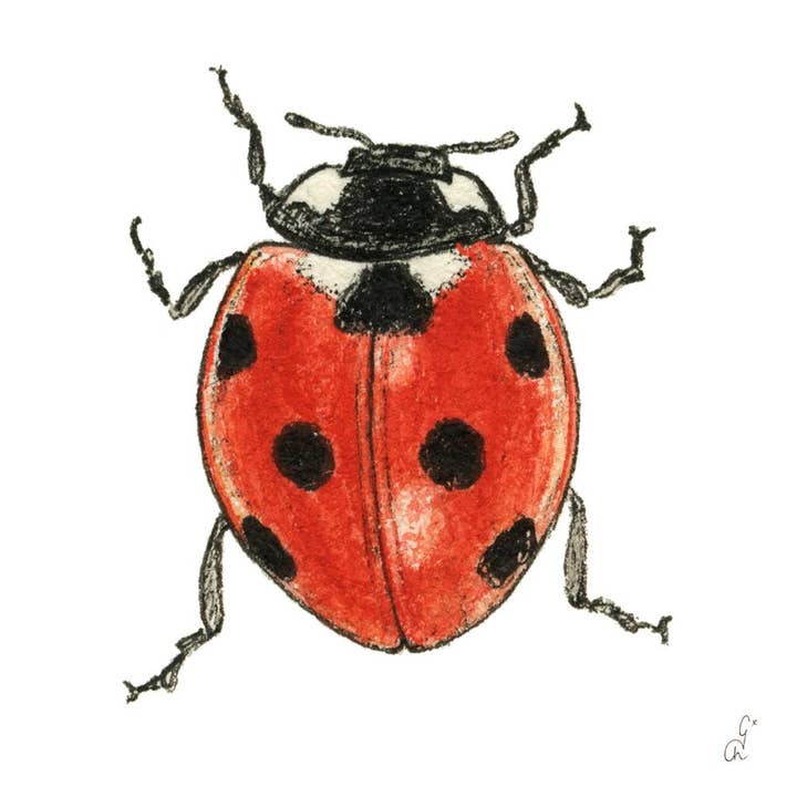 BEV-MADELEINE SUR BLANC for wholesale by Paperproducts Design • Ambiente