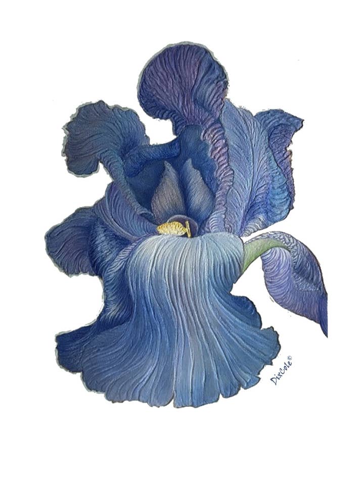 DixCole's Iris Limited Edition Print for wholesale by dixcole