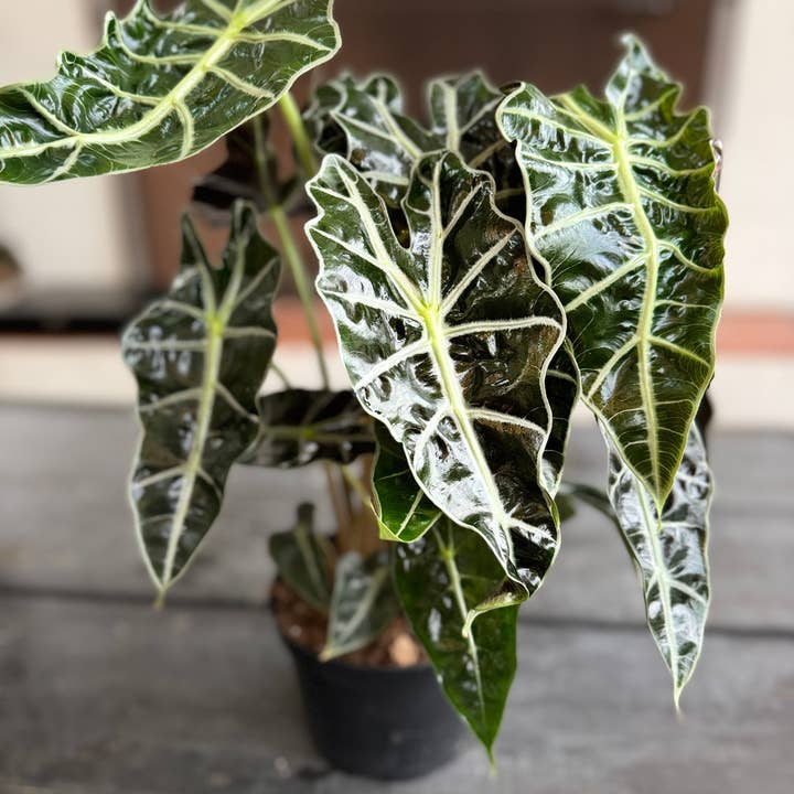 Plant Vault - Wholesale Live Plant - Alocasia Polly (large)0