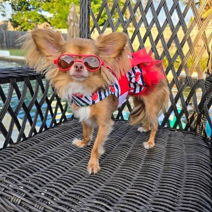 Doggie Design - Wholesale Pet Dress - Dog - Cherry Stripe Dog Harness Dress w/ Matching Leash