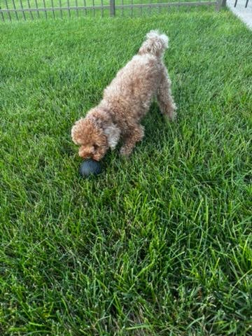 Flexifetch - Wholesale Pet Chew Toy - Dog - Hollow Treat Ball – The Bentli3