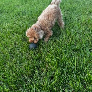 Flexifetch - Wholesale Pet Chew Toy - Dog - Hollow Treat Ball – The Bentli3