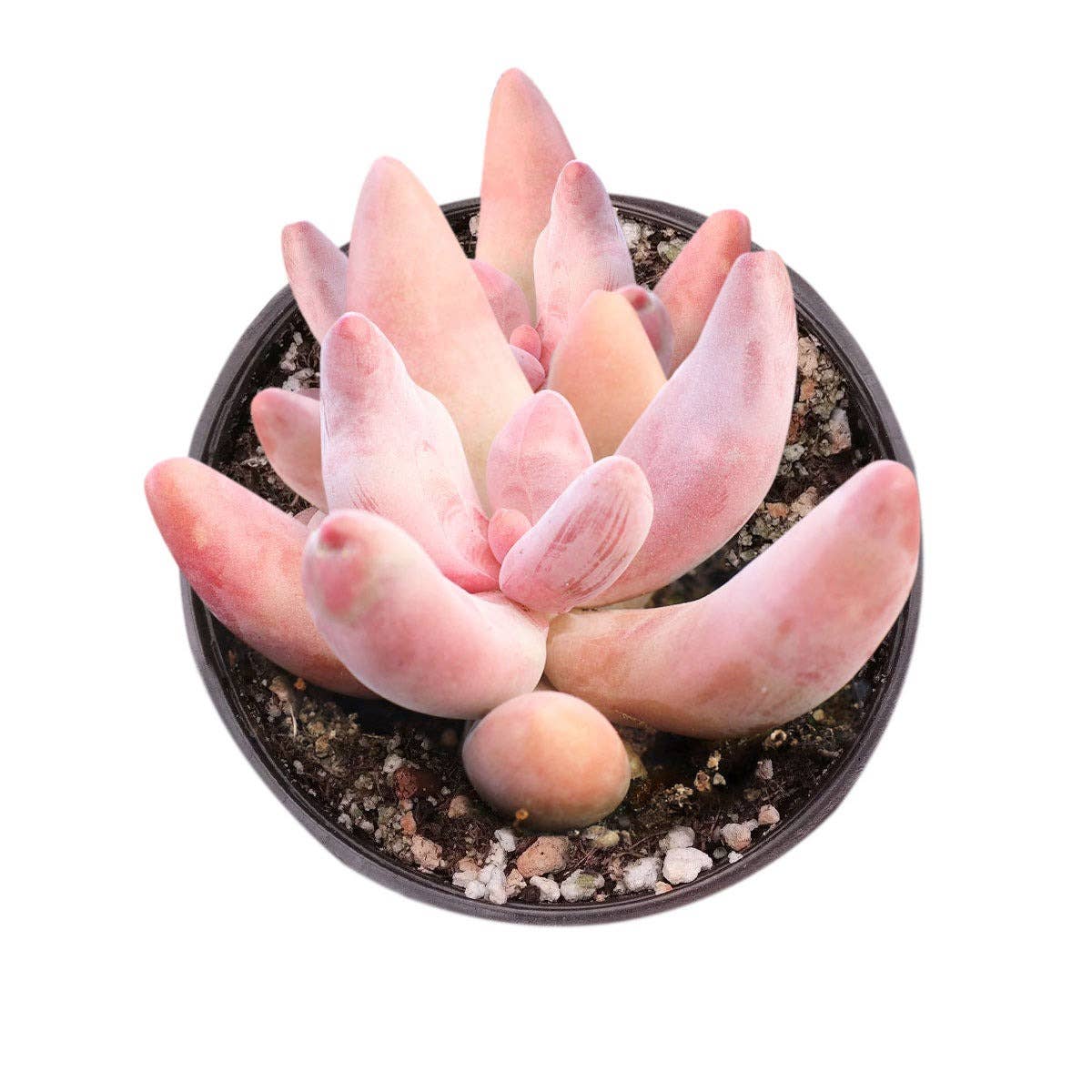 Best Plant Friend - Wholesale Succulent - Rare Pachysedum Ganzhou Pink Succulent 2in/ 4in1