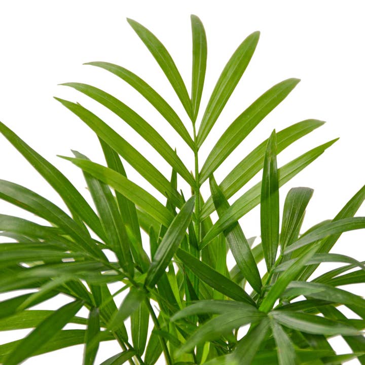 House Plant Wholesale WEST - Wholesale Live Plant - Parlor Palm5