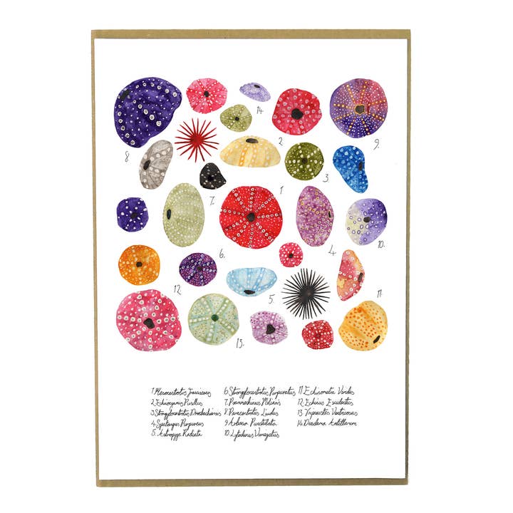 Echinozoa Sea Urchin Art Print for wholesale by Bison Bindery