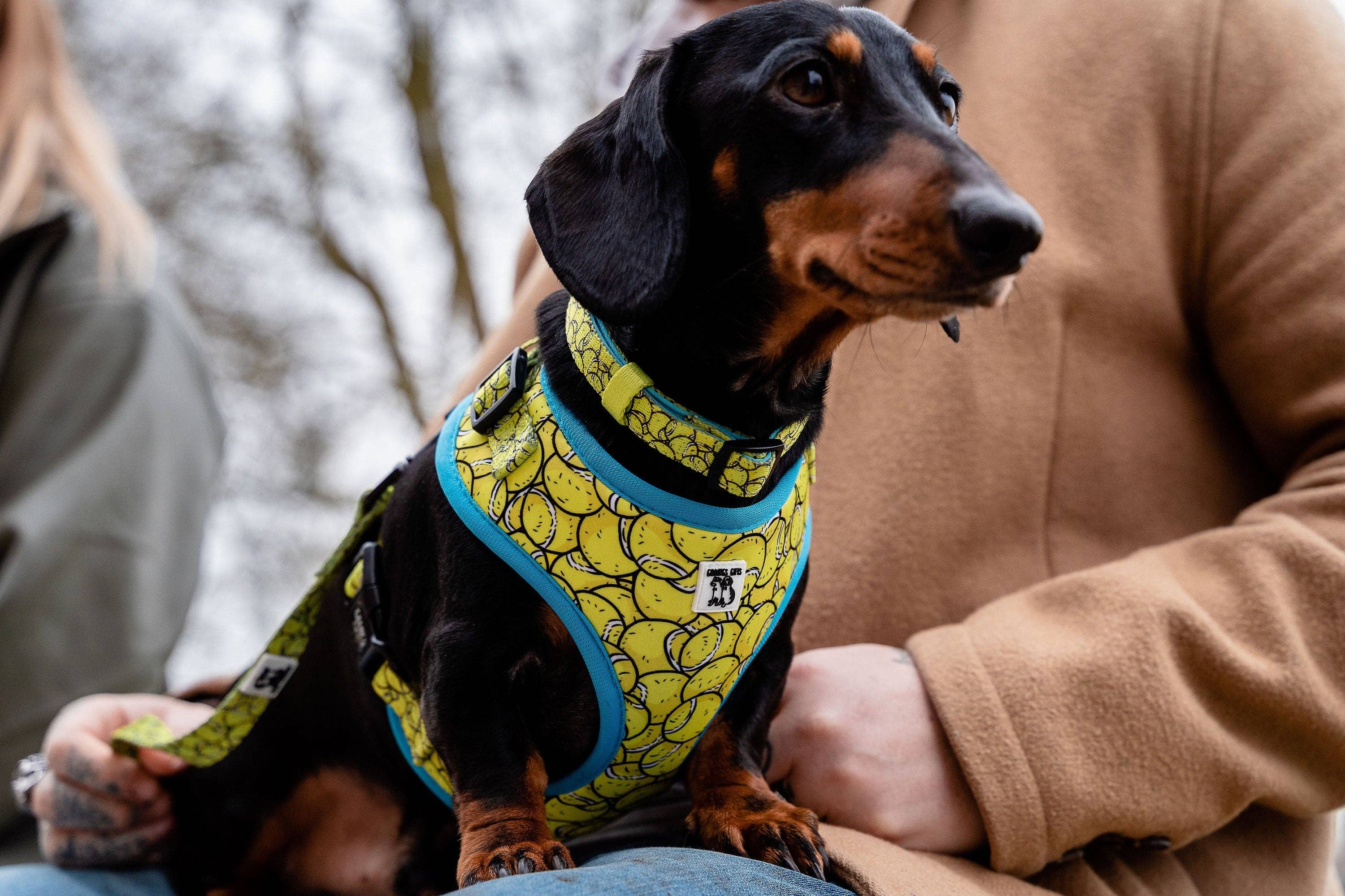 Giddings Gifts - Wholesale Pet Collar - Dog - Tennis Ball Dog Collar3