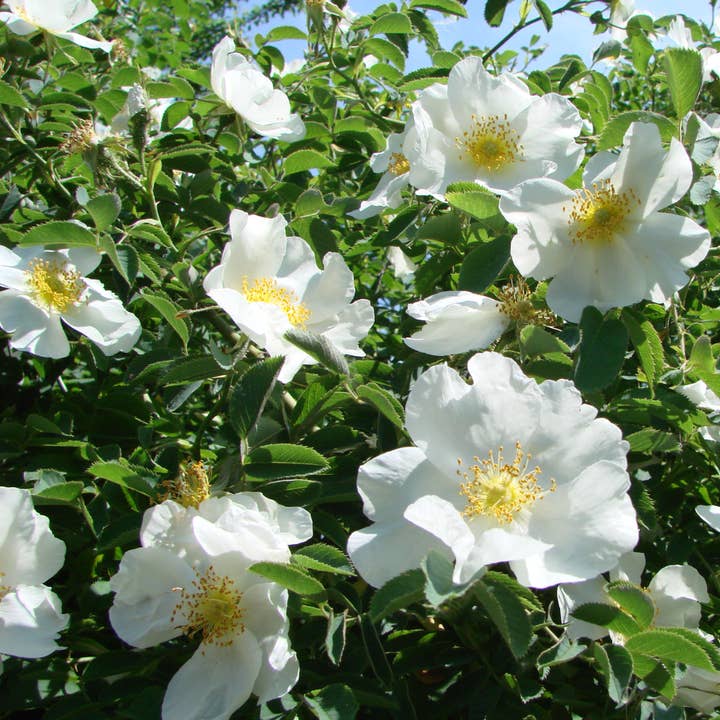 Fairywren Candle Company - Wholesale Travel candles - Peony & Violet - Travel Tin Candle 200g3