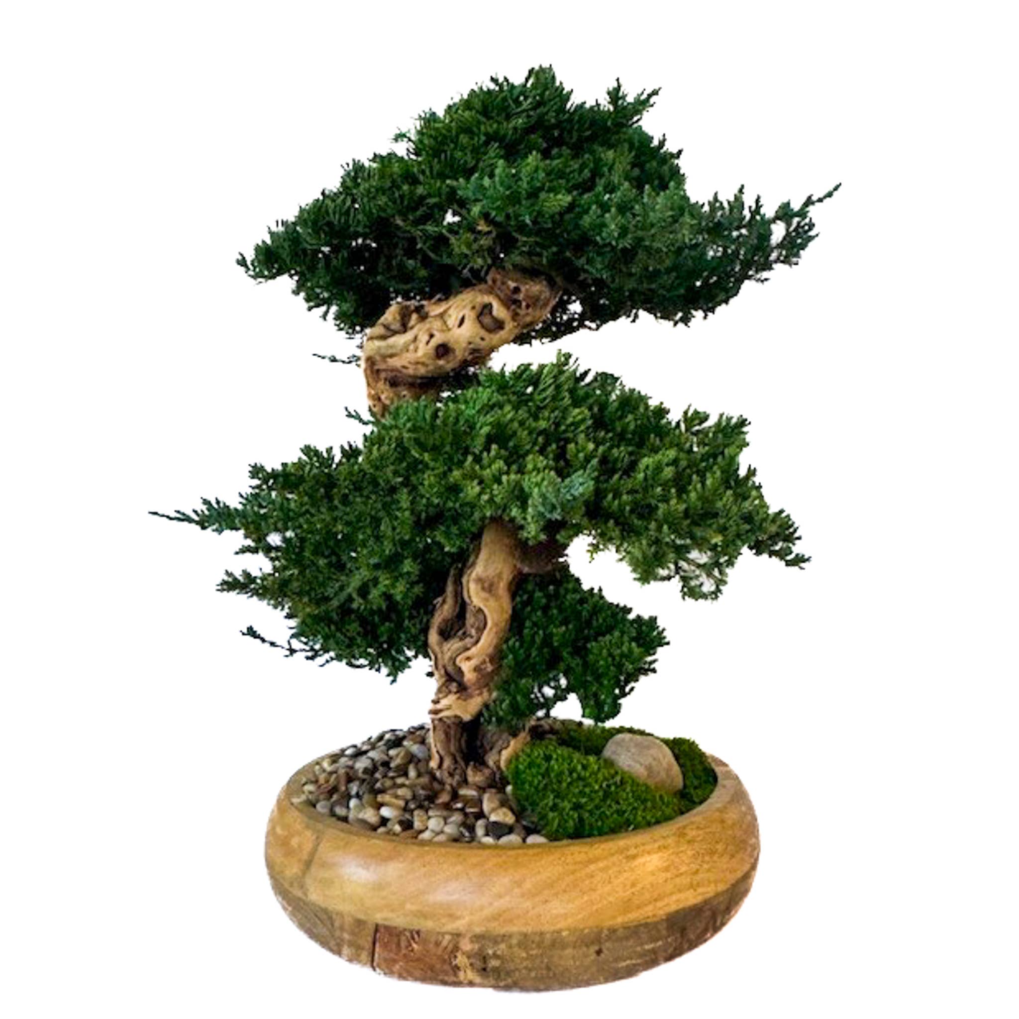 Forever Green Art - Wholesale Artificial Plant - Preserved Triple Bonsai Tree in 13" Mango Wood Bowl4