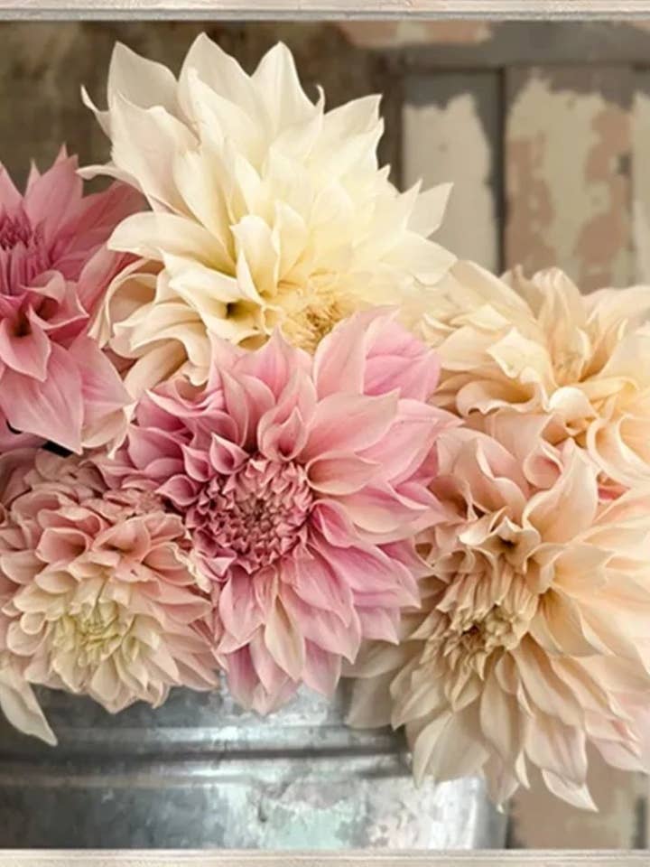 Dahlias 244 pour la vente par Jill Mason Art
