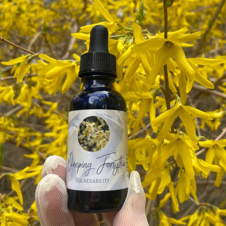 Grædende Forsythia Blomst Essence for engroshandel hos Stenella Farms