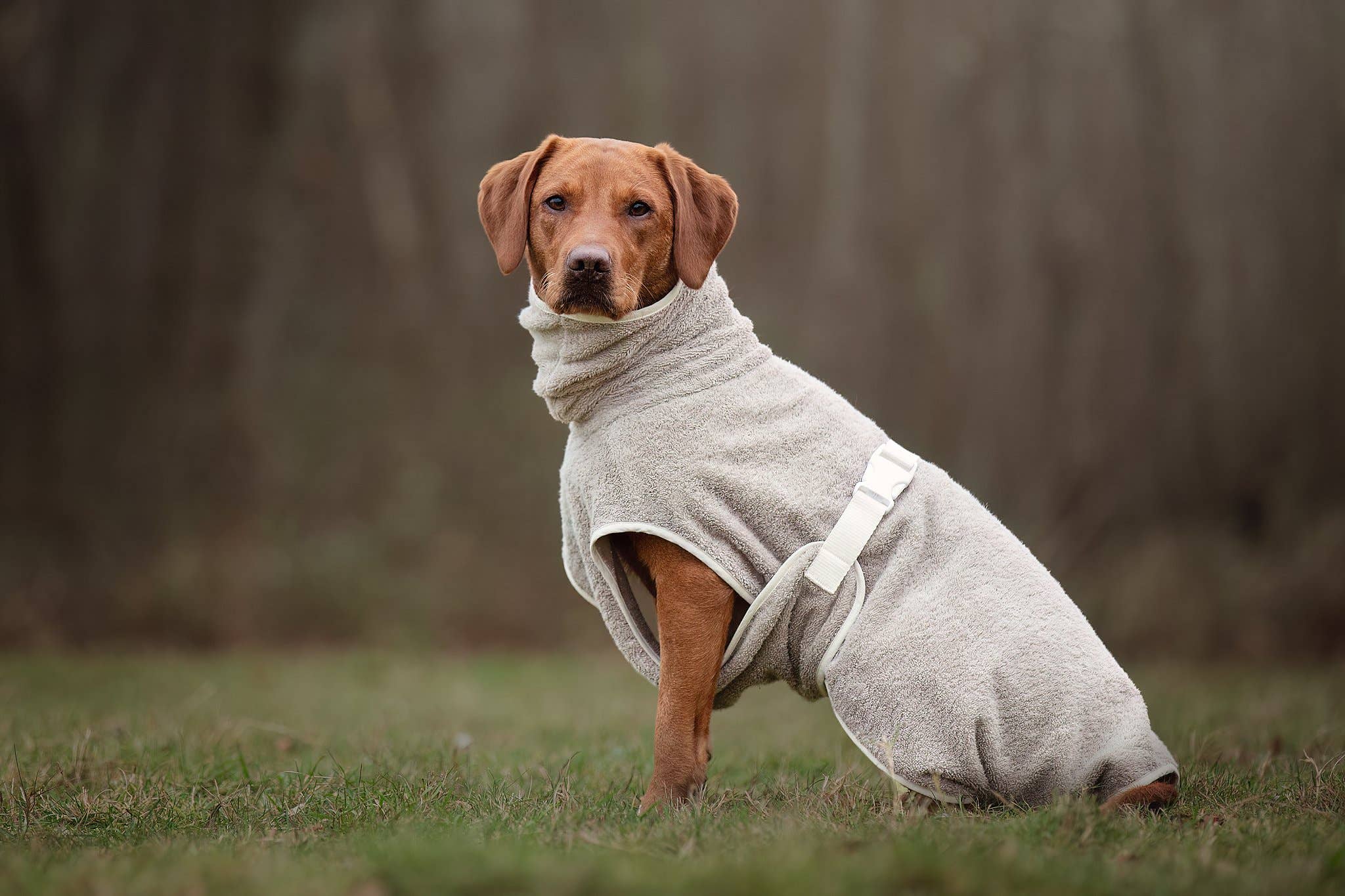 Dog Bathrobe Clay for wholesale on Faire5