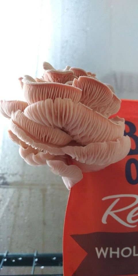 The Mushroom Conservatory LLC - Venta al por mayor Kit de cocina - Paquete variado de 12 kits para cultivar setas gourmet comestibles DIY7