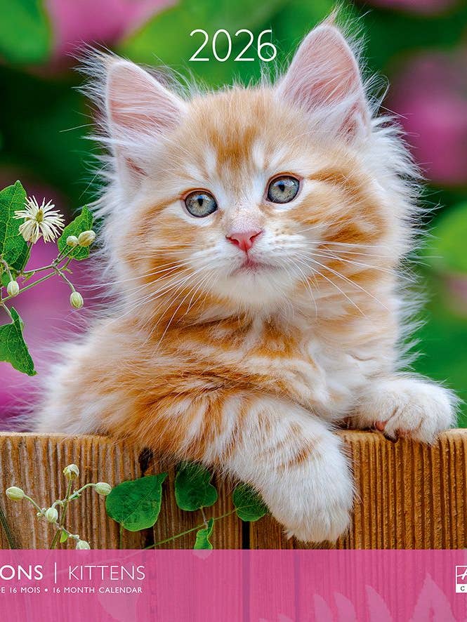 Calendario gato cachorros para venta al por mayor de Multi Técnica de Papelería SA