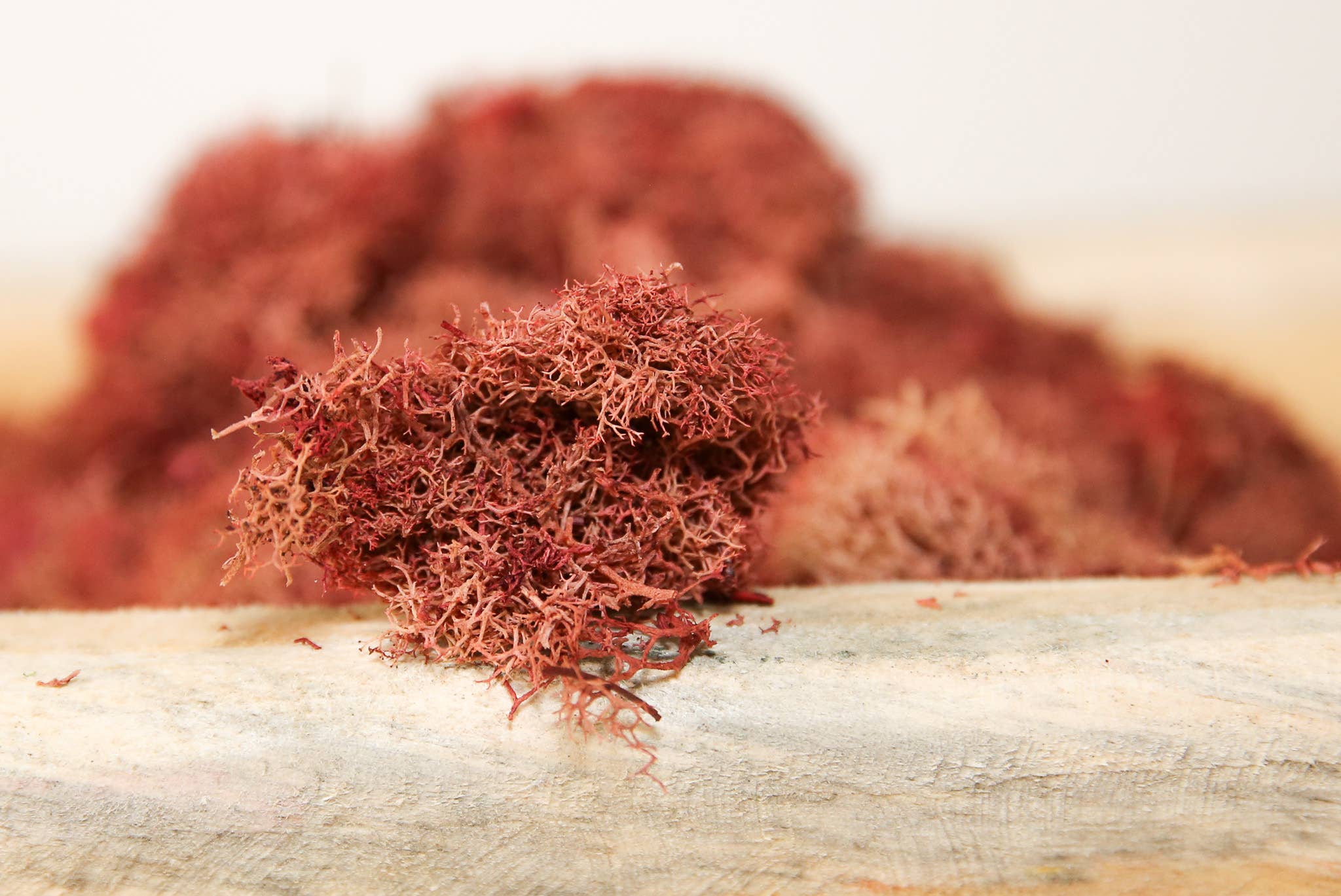 Forever Green Art - Wholesale Live Plant - Preserved Colored Deer Moss – 4oz Bag (Min. 8 Bags)2