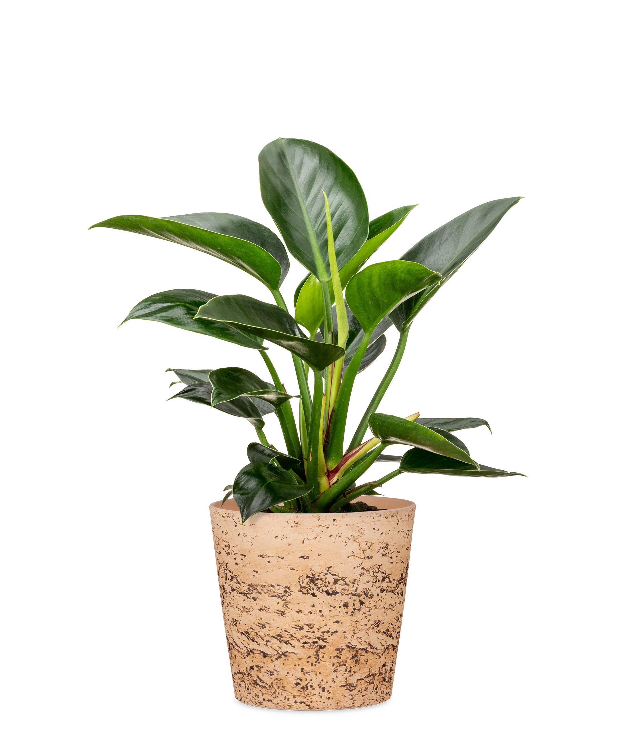 Scheurich - Wholesale Plant Pot - Cork Style 778 ceramic flower pot/planter4