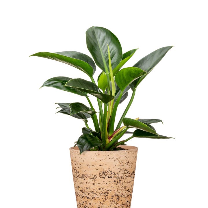 Scheurich - Wholesale Plant Pot - Cork Style 778 ceramic flower pot/planter4