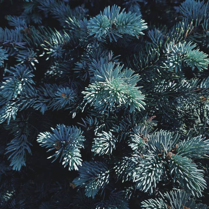 Blackmarket - Wholesale Hand Soap/Wash - DISCO BOX in Sauna Club10