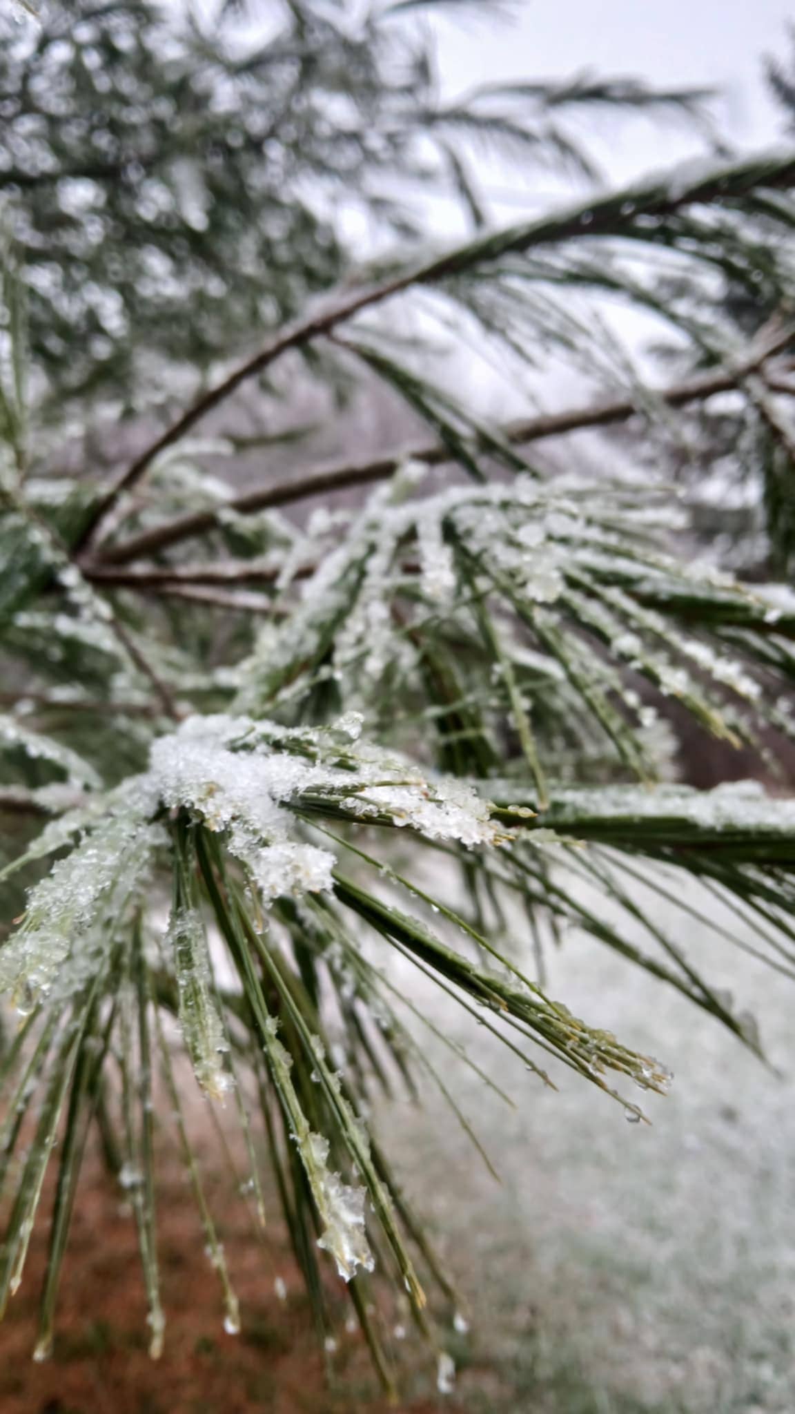 Blue Butterfly Botanicals - Wholesale Bar Soap - Frosted Pine - Artisan Soap3