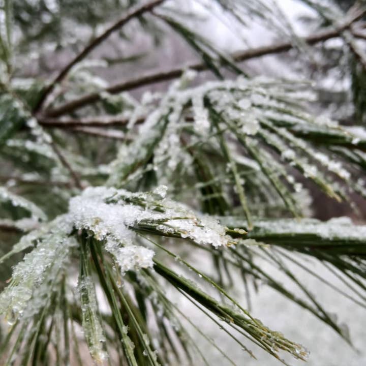 Blue Butterfly Botanicals - Wholesale Bar Soap - Frosted Pine - Artisan Soap3