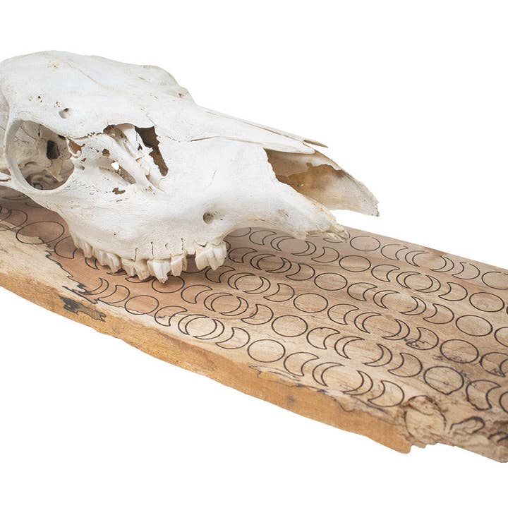moon phase elk skull hanger for wholesale by Oreamnos Oddities