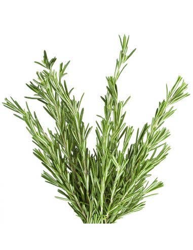 Florasource - Wholesale Fresh Cut Flowers - Rosemary 5 / 10 / 15 / 20  bunches0