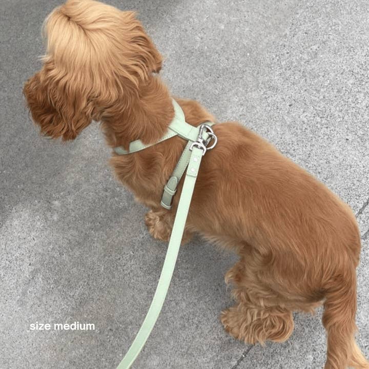 ST ARGO - Wholesale Pet harness – Dog - HARNESS - Sage1