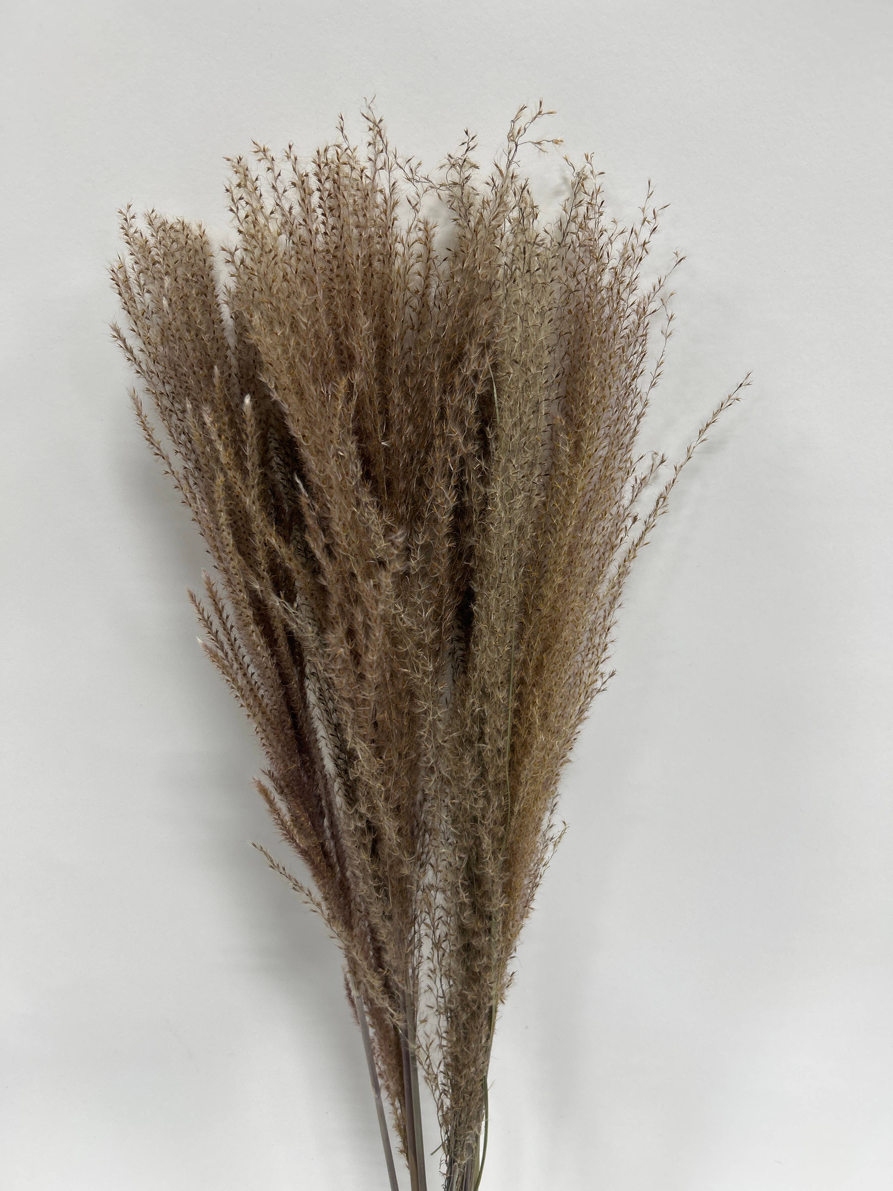 GS Foliage - Wholesale Dried/Pressed Flowers - Whisk Flower – Dried Decorative Stems - 10pc Bunch1