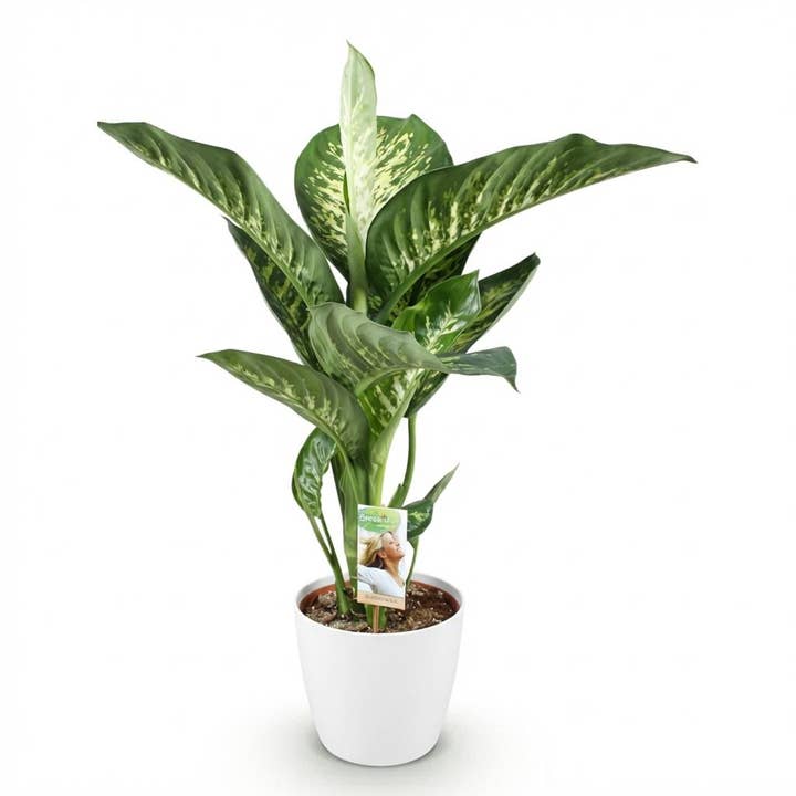 Dieffenbachia Tropic Snow planta de interior com vaso branco Ø21cm altura 90-100cm Planta verde grande de fácil manutenção com folhas verde-brancas para sala de estar escritório quarto por atacado de Oasis of Life