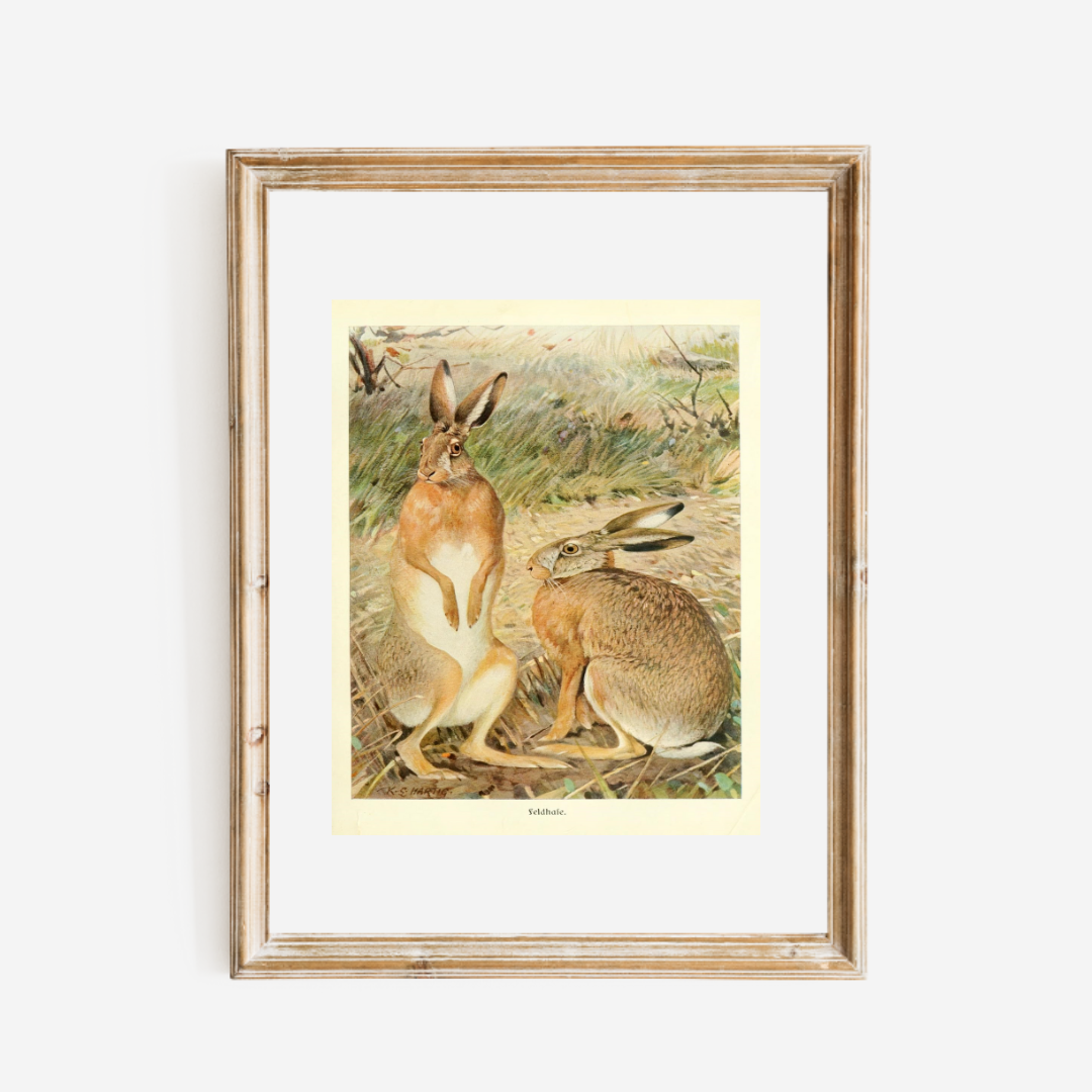 Sea to Skye - Wholesale Art Print - Two Hares in a Field Art Print3